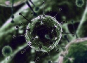 Bakterielle Mikroorganismen als Ursache für Prostatitis