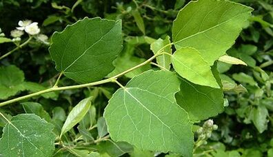 Aspen zur Behandlung einer chronischen Prostatitis