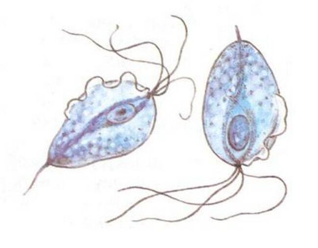 Trichomonas-Erreger der Prostatitis.